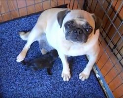 (Video) Mama Pug Delivering Her Puppies Brings Tears to Our Eyes