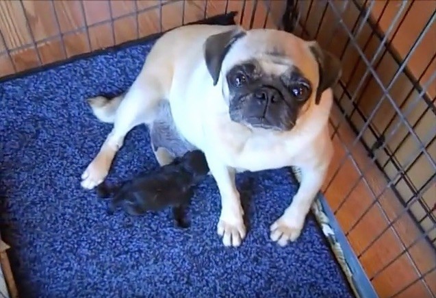 pug-mom