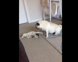 (Video) When an Overzealous Pug Needs Discipline, Watch How the Nanny Pug Steps In – LOL!