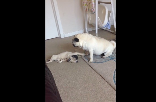 pug-nanny