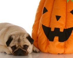 Is it Okay to Feed My Dog Pumpkin During Halloween?
