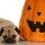 Is it Okay to Feed My Dog Pumpkin During Halloween?