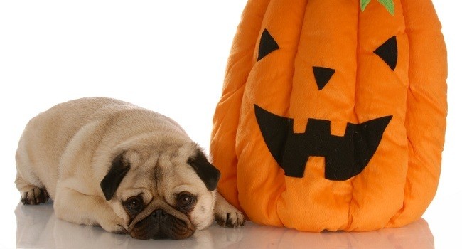 pug-pumpkin