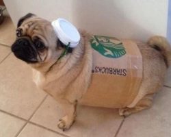 10 Costumes That Prove Pugs Have No Problem Winning on Halloween