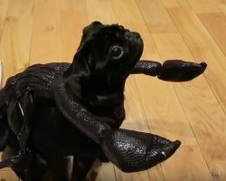 (Video) This Halloween, Transform a Pug Into a Scary Doggie!