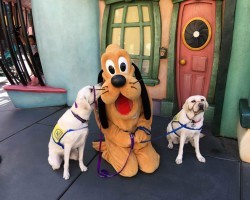 This Service Dog Got a Caricature at Disneyland and People on the Internet Are Going Crazy Over It