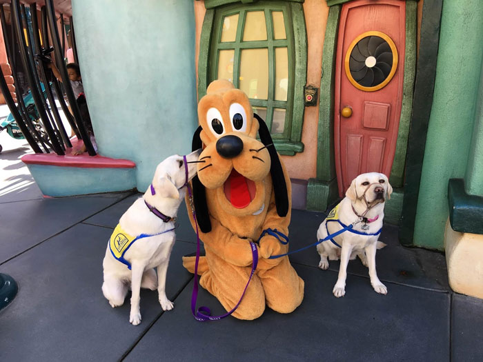 disney dog