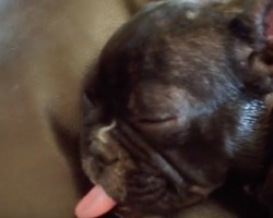 (Video) This Frenchie Has a Special Way of Sleeping. What His Tongue Does? OMG, Hilarious!
