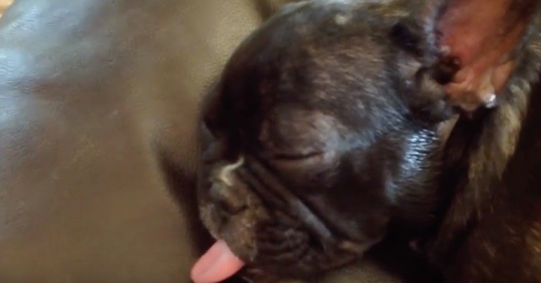 sleepy Frenchie with tongue