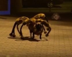 (Video) Using His Dressed Up Mutant Spider Dog, This Owner Freaks People Out During Halloween. OMG, This is Terrifying!