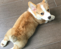 Adorable Corgi Puppy Attempting to Climb the Stairs Reminds Us We Can Make it Through the Election