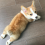 Adorable Corgi Puppy Attempting to Climb the Stairs Reminds Us We Can Make it Through the Election