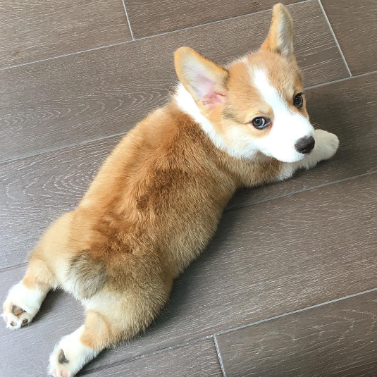 corgi cobee