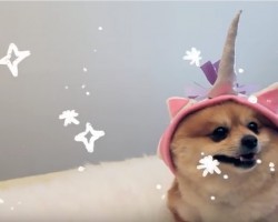 (Video) This Halloween Turn a Doggie Into a Magical Unicorn! Here’s How: