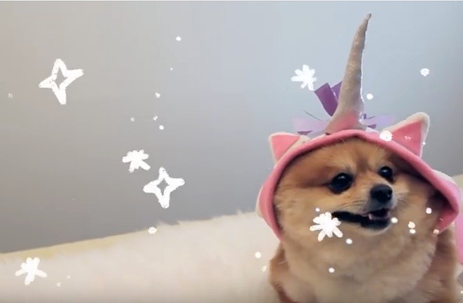 unicorn dog