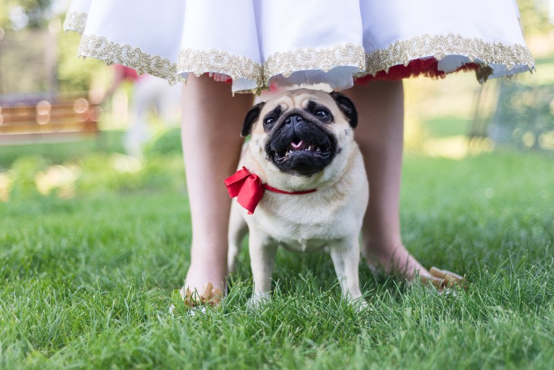 wedding pug