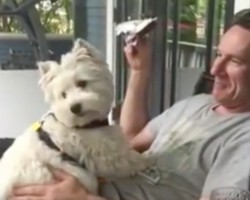 (Video) This Westie Adores Her Daddy. Now Watch to See How She Sweetly Gives Him Kisses… On Command!