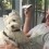 (Video) This Westie Adores Her Daddy. Now Watch to See How She Sweetly Gives Him Kisses… On Command!