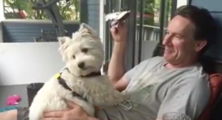 westie gives kisses