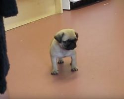 (Video) An Itty Bitty Baby Pug Gets Called Over for Dinner. How He Munches Down? SO Cute!