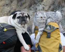 A Pug and Cat Are Inseparable and Love Going on Adventures Together With Their Dads!