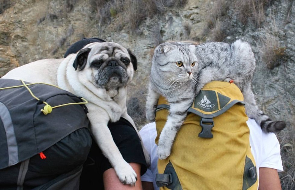 cat and pug travel buddies