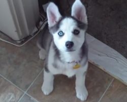 (Video) This Husky Puppy Knows How to Say Three Special Words. Now Keep Listening and Prepare to be in Awe!