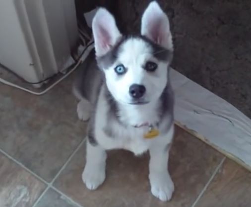 bella-the-husky