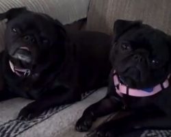 (Video) Two Black Pugs Show off The Infamous Head Tilt. Now Keep Eyes on Their Faces — Too Cute!