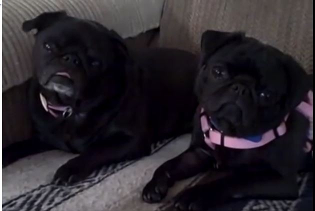 black-pugs