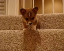 (Video) A Puppy Named Butterball is Quite Frightened to Go Down the Stairs. The Heartbreaking Noises He Makes? Oh My Goodness!