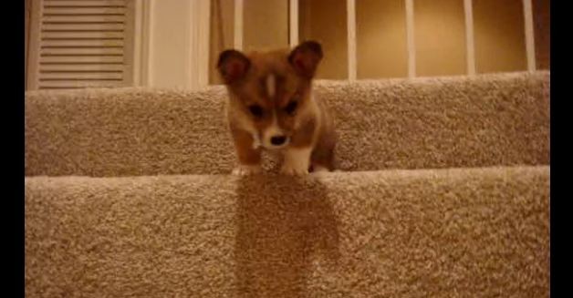 butterball-and-the-stairs