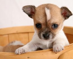 4 Reasons Chihuahuas are the Absolute Best