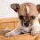 4 Reasons Chihuahuas are the Absolute Best