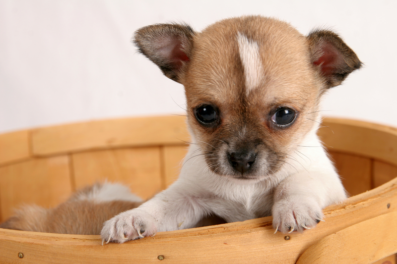 chihuahua-puppy