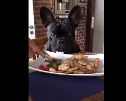 (Video) Cute Frenchie Gets Conned Into Eating Broccoli and He’s Not Very Happy About It… LOL!