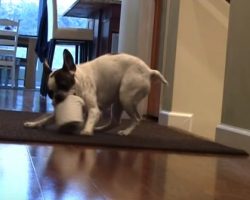 (Video) Bella the Frenchie isn’t too Fond of Bath Time. The Antics She Pulls to Try to Postpone It? Hilarious!