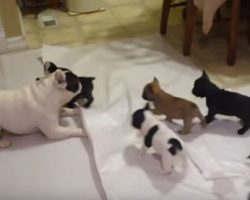 (Video) This Frenchie Daddy LOVES to Play With His Pups. Now Watch How Adorable This Play Sesh Is…