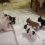(Video) This Frenchie Daddy LOVES to Play With His Pups. Now Watch How Adorable This Play Sesh Is…