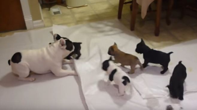 frenchie-dad-and-puppies