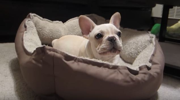 frenchie-in-his-bed