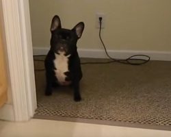 (Video) This Frenchie Is About to Come Face to Face With His Nemesis. How the Battle Goes Down? This is Scary!