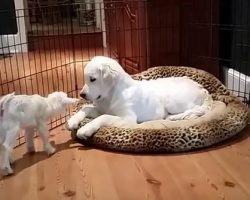 (Video) 4-Day-Old Goat Meets a Puppy and This Meeting is Pretty Much the Cutest Thing I’ve Ever Seen!