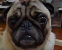 (Video) This Poor Puggie Gets Lectured. How He Responds? This is Heartbreaking!