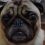 (Video) This Poor Puggie Gets Lectured. How He Responds? This is Heartbreaking!