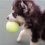 (Video) Adorable Puppy Discovers a Tennis Ball for the First Time and What He Does With it is too Cute for Words!