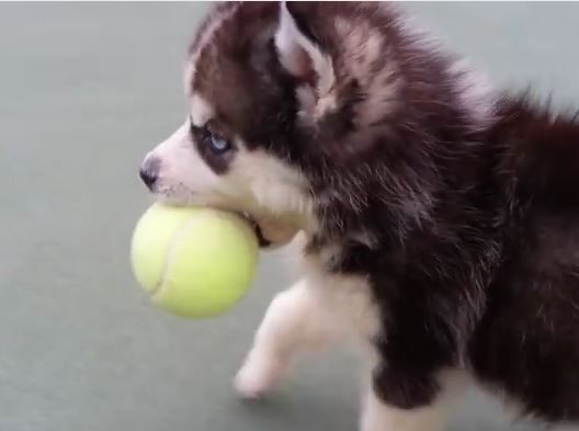 husky pup and ball