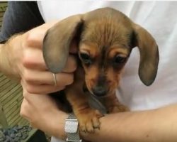 (Video) This Family Got a Doxie Puppy and When They Introduce Her it’s Hard Not to Say “Aww!”
