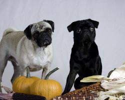 5 Tips to Remember When Feeding Pets Thanksgiving Leftovers