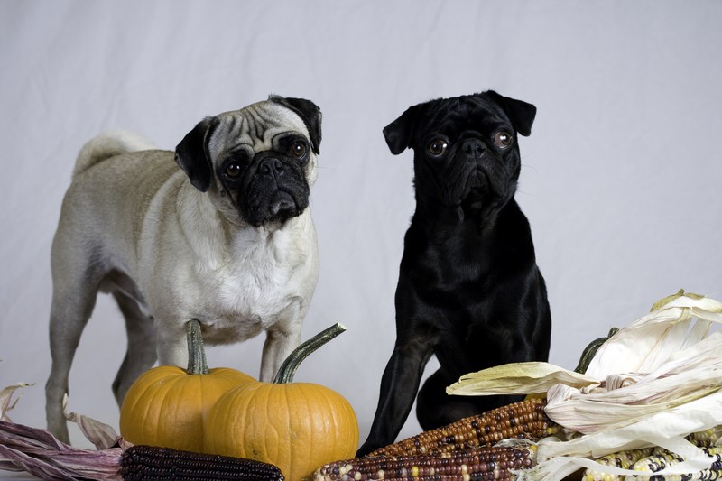 pug-thanksgiving